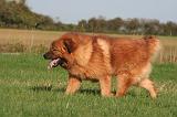 DOGUE DU TIBET 627